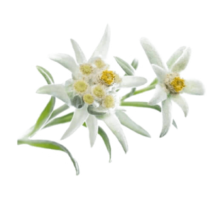 Edelweiss PNG-66286